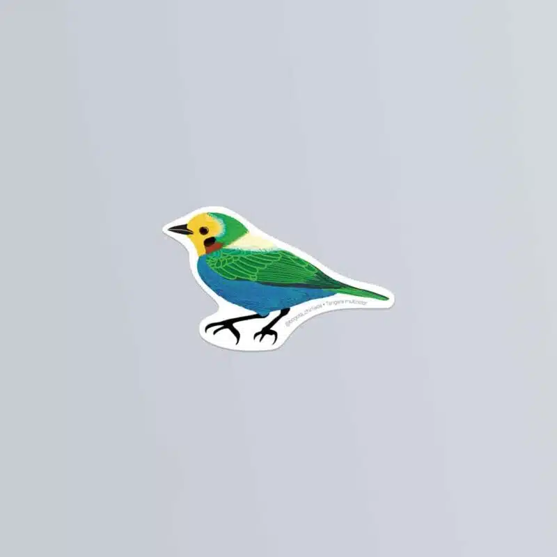 Tángara Multicolor